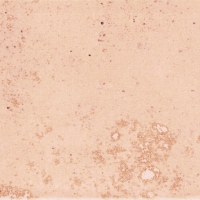 Tokyo-Tusk_6x25_1 Ribesalbes Tokyo